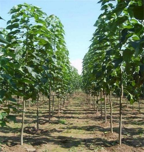 苗圃场里的高科技