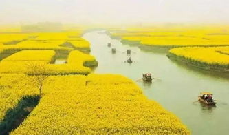 2019兴化油菜花几月开？最佳赏花时间和地点攻略在何处