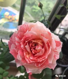 高温酷暑，月季养护攻略大揭秘！