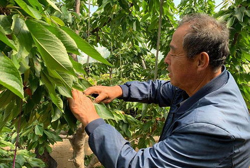 采前水，重要的一环