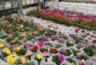 越秀公园的观察