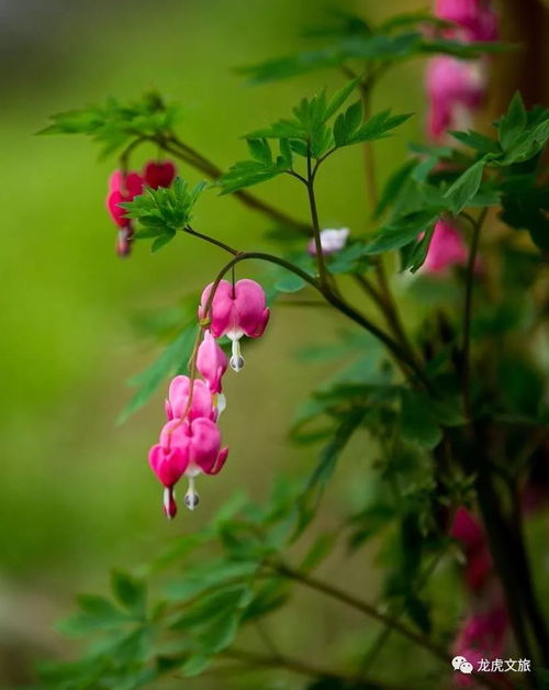 牡丹花枝为何突然干枯？