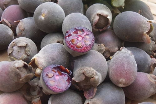 桃金娘种子保存，我教你如何避免霉变！