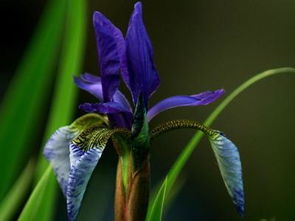 探寻鸢尾花的色彩之谜