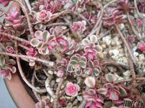 红毛球球的生长习性