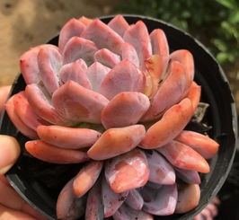 多肉植物专用土怎么配？如何平衡透气与保水