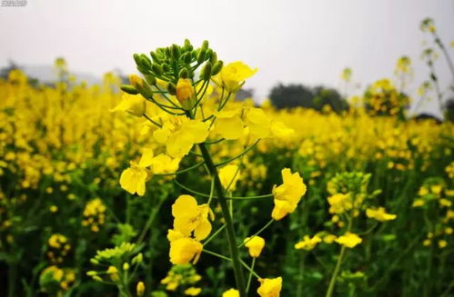 错过春天怎么办？