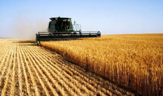 石家庄王大姐的棉花种植心得