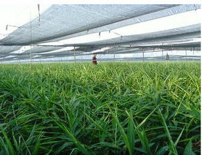 五大黄金作物推荐