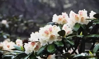 大理市花为杜鹃花，象征坚韧不拔、纯洁美丽