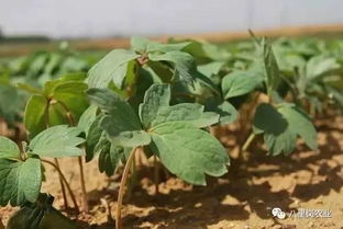 夏天移栽小树苗的注意事项