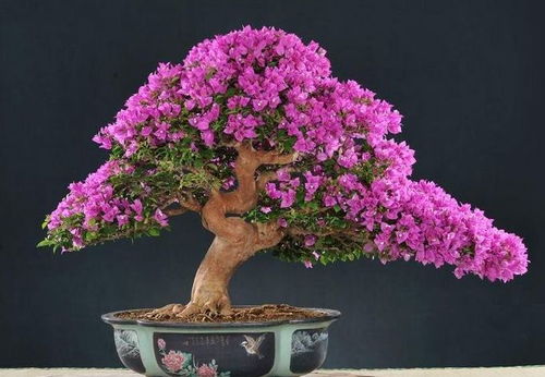 塑料花盆：轻便实用的选择