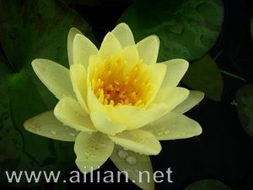 常见耐寒睡莲品种