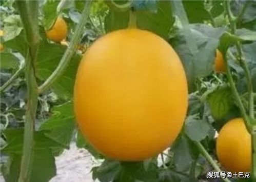 丙环唑在甜瓜种植中的应用