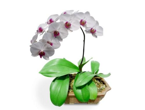蝴蝶兰几点开花正常？教你如何控制花期
