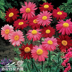 除虫菊， 既是宝又是花