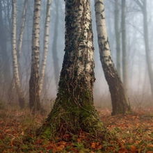 错误9：树叶枯萎的误会