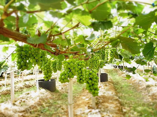 玫瑰花施肥有什么推荐？