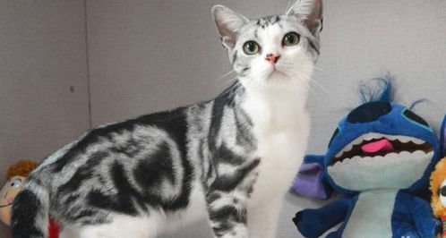 白色：纯洁与善良