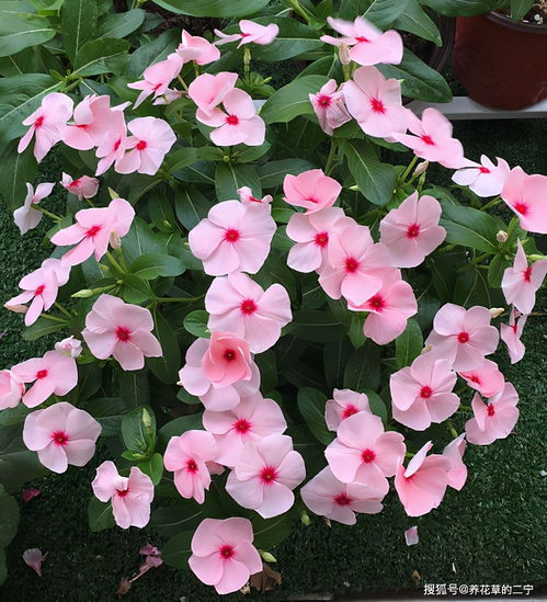 长春花：花开不断的美丽