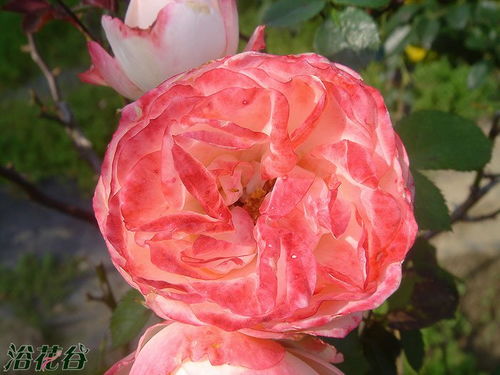 白桃妖精月季的美丽邂逅