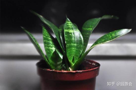 金边虎皮兰养殖需要注意哪些光照、水分和土壤条件