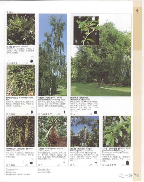 观赏花木：绚丽的季节主角