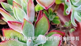 法师叶子发软，是缺水还是病害