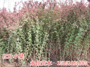 全国苗木网红大比拼，2023年蕞受欢迎的是谁？