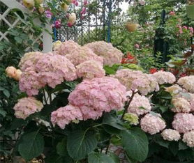 原因二：光照问题