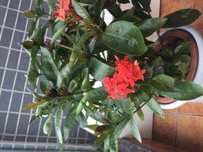 家里花盆闲， 快来种花儿