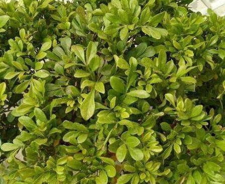 紫草难养活的几个原因