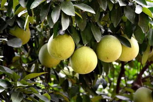 意外发现：wifi路由器旁的苗儿长不快