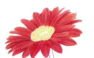 非洲菊种子总发霉，高清细节图如何拍摄避免纠纷？