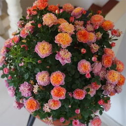 花开花落， 四季如春