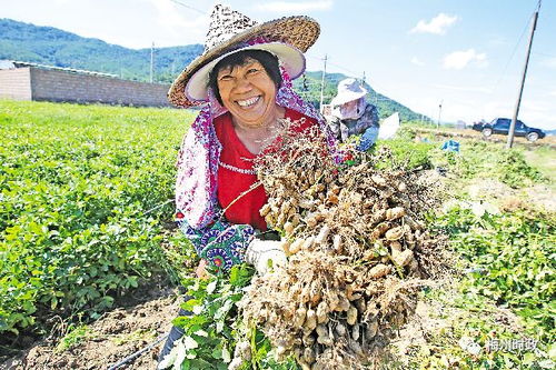 花生后的土地，还能种植哪些作物？