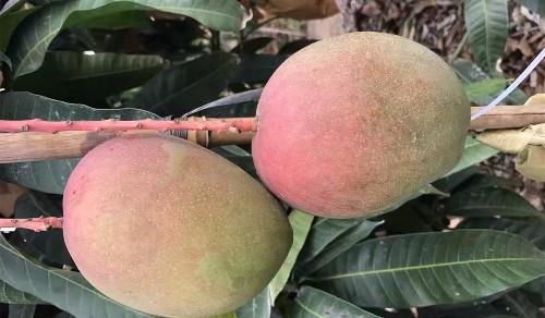 红锈病对芒果树的影响