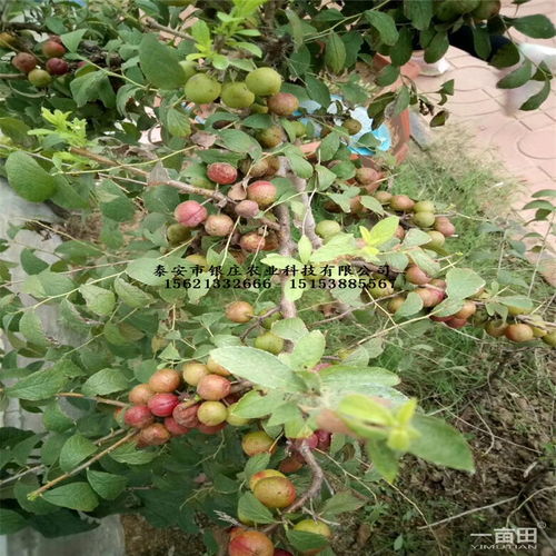 钙果的生长与管理