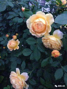 二、繁殖移植，要细心