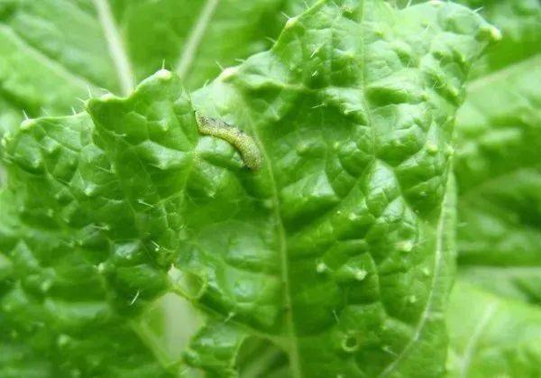 自制青菜杀虫剂配方大全中，哪种配方对菜青虫效果最好？