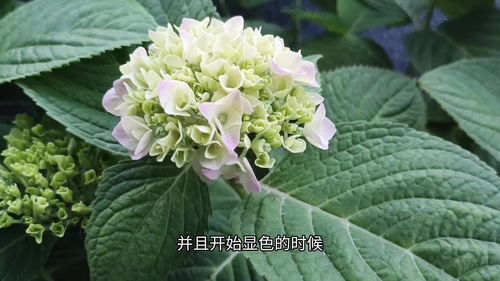 绣球花苞期施肥技巧，如何让它爆花