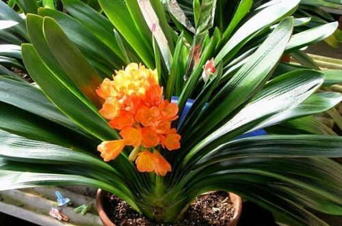 固体肥料，简单又实用