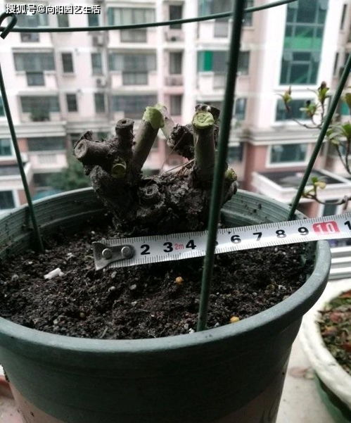 金弹子秋天发芽，如何科学管理才能顺利过冬