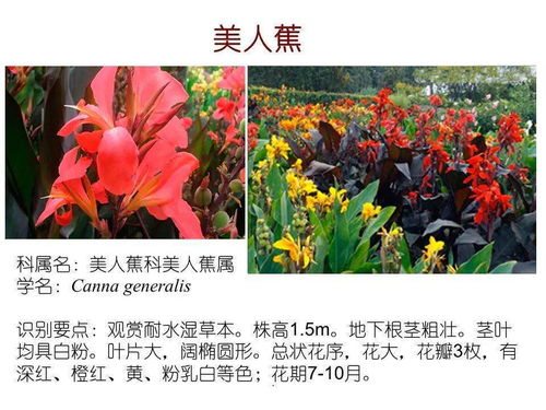 先说说 要选茎叶肥大的植物哦