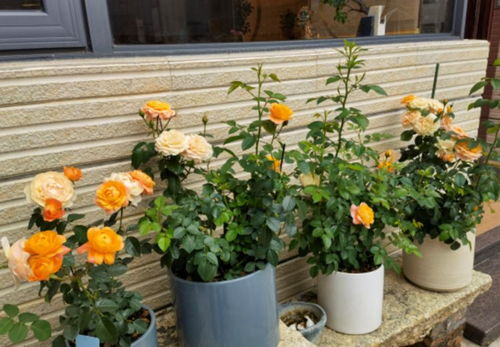 观察根系， 适时移栽