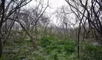 种植面积小大， 不同方法确保草皮与土壤充分接触