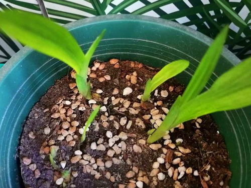 风雨兰种球种植，了解其基本种植方法和注意事项