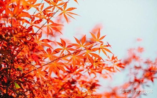 黄栌的坚韧与希望，是否能在岁月流转中
