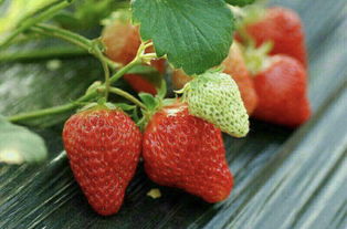 草莓一般是用种子种植， 种子需确保没有病虫害，还需要健康、饱满