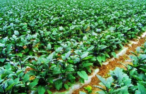 北方种植蓖麻的蕞佳时间一般在每年的四五月份